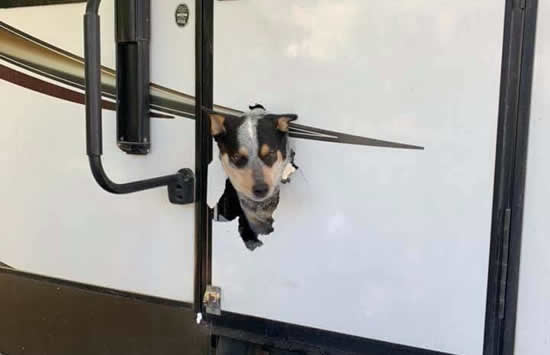 motorhome doggy door